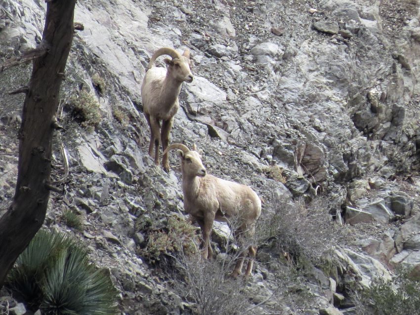 Bighorn sheep photographed in 2015 survey